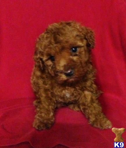 Puppies in CA